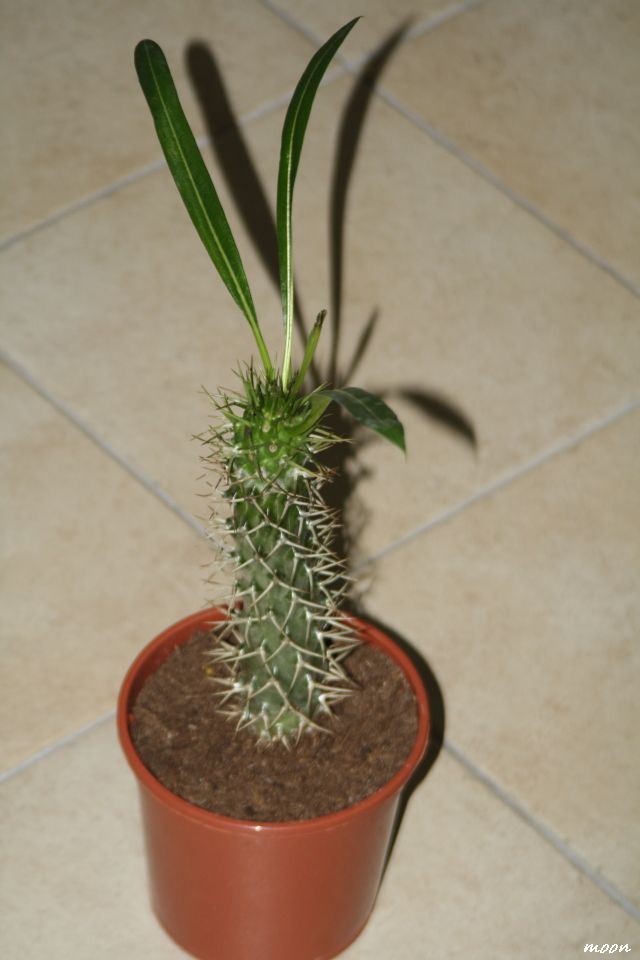 Pachypodium lamerei 